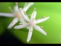 Awesome Macro Photography