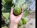 Desert Guava in Saudi Arabia?