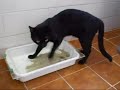 CHANINHO PERAZZO O GATO DESCOLADO CHANINHO PERAZZO O GATO DESCOLADO