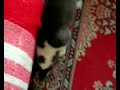 igorka a kiskutya igorka a kiskutya