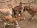 Birth of 5 calf  : news feature