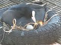 cute coot in amsterdam