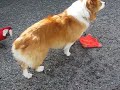kaley corgi, rani macaw and a flying squirrel
