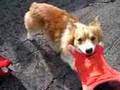 kaley corgi, rani macaw and a flying squirrel