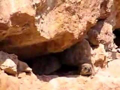 Hyrax Song