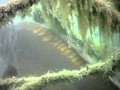Carpes miroirs sou...