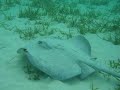 Buceo tiburones Sharks y rayas cancún y república dominicana