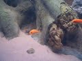 Metriaclima estherae Metriaclima estherae