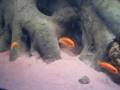 Metriaclima estherae
