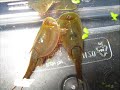 Triops australiensis Triops australiensis