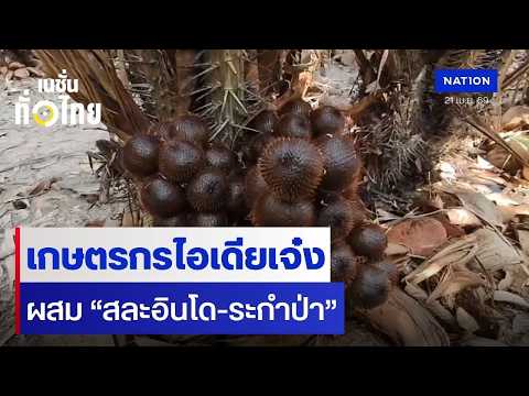 เกษตรกรไอเดียเจ๋ง ผสม “สละอินโด-ระกำป่า”