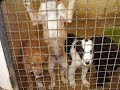 Os meninos do Canil de Portim�o