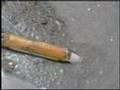マテ貝　家に還る　Gould's Jackknife clam go home
