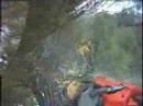 White Pine Removal