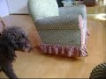 Scaring My Poodle