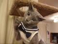 セーラー服と猫パンチ