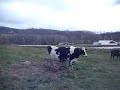 Surrounded by Cows Surrounded by Cows