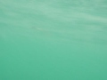 There were a lot of plankton especially near surface.So the visibility is not so good.My 1st seashore take is http://jp.youtube.com/watch?v=7bG0Cajw6Kg