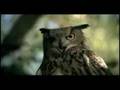 videos de Great Southern Road Kill