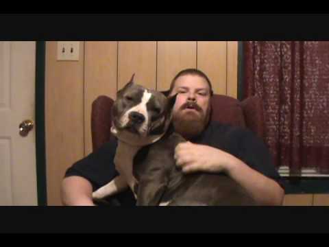blue pitbull