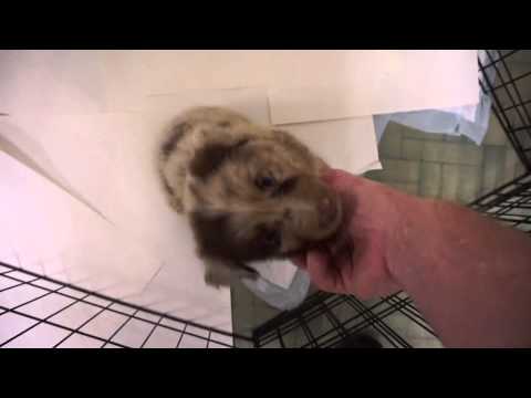 Red Merle Male Australian Shepherd