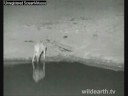 Lone Hyena Lone Hyena