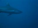 Maaya Thila Gray Reef Shark