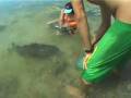 videos de Estuary Cod