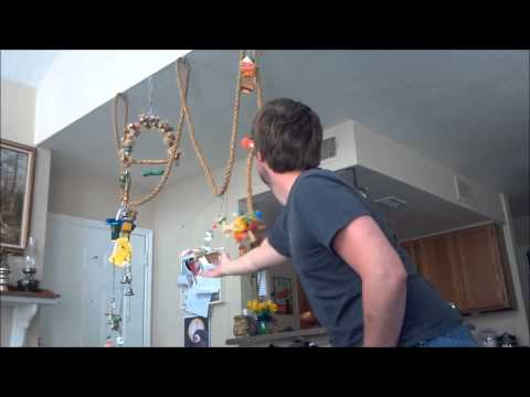 Dexter: Angry Birds IRL