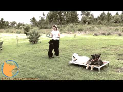 florida dog trainer - http://www.Fine-tunedCanines.com Join us on Facebook: http://www.facebook.com/FinetunedCanines/ Amazing dog movie starring dogs and showing some multiple dog...