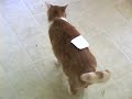 Re: How To Annoy Your Cat... The Nice Way!