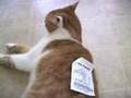 Re: How To Annoy Your Cat... The Nice Way!