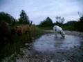 Alano Español video
