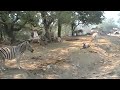 Video of Gemsbok & Zebra. Video of Gemsbok & Zebra.