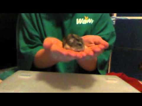 how to properly pick up a dwarf hamster
