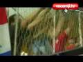videos de Istra u Sloveniji, a Slovenije na karti nema, 20.8.2008.