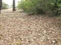 videos de justins tree stand