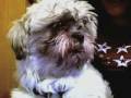 videos de Subscribe or i'll throw my angry dog at you!