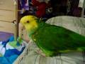 Luna | Congo African Grey | Learning to Talk & Make Sounds!