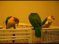 3 Weaned White Bellied Caiques sharing a nutriberry snack