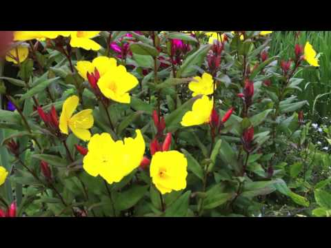 how to grow oenothera odorata