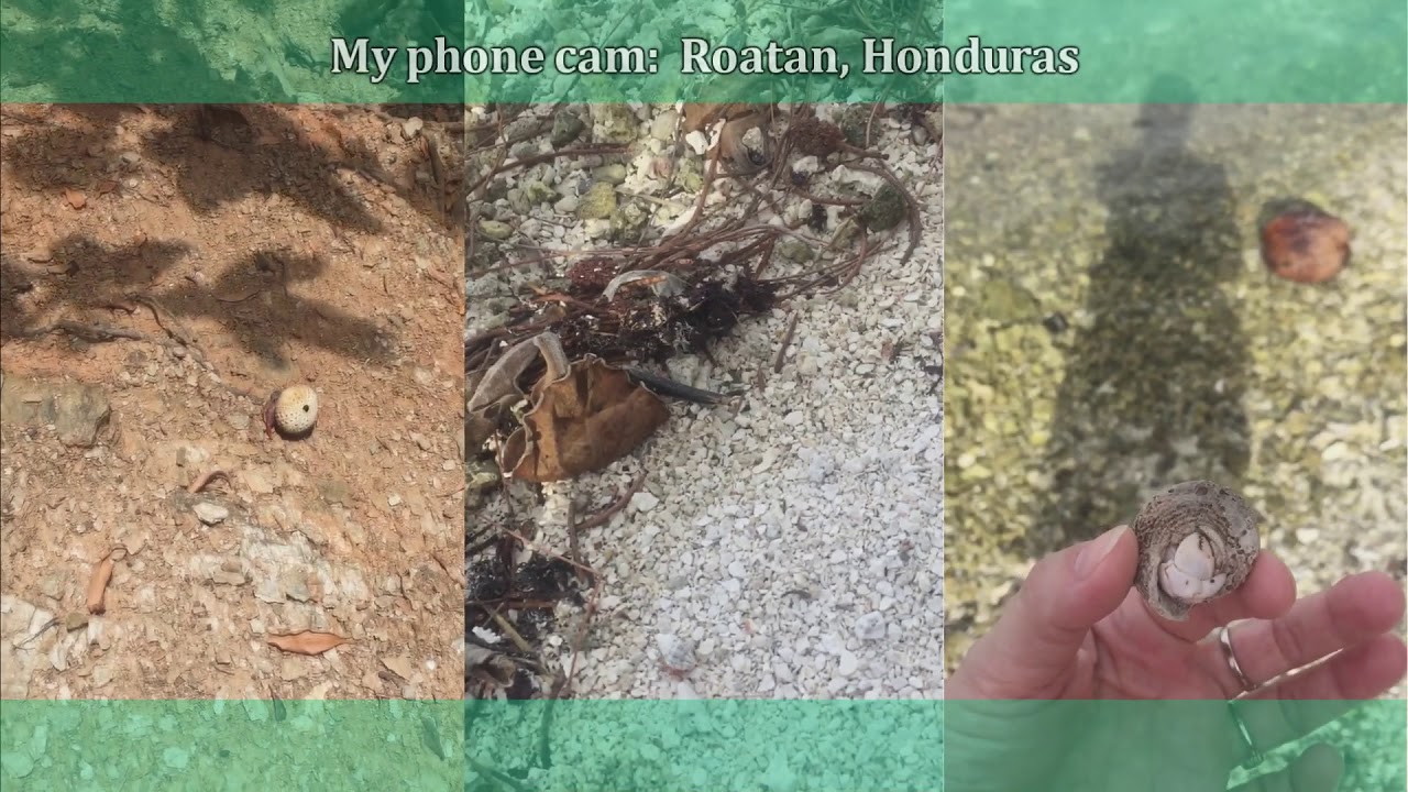 Hermit crabs in Honduras!
