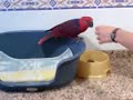 \" chica\" la peque�a eclectus
