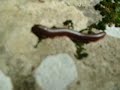 MILLIPEDE (approx.6\" long) MILLIPEDE (approx.6\" long)