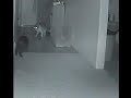 Cat Burglar Found