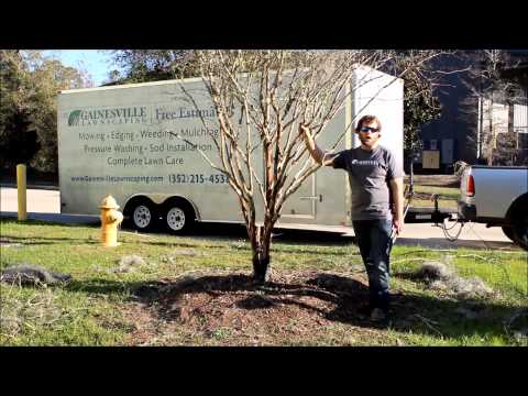 how to care crape myrtle