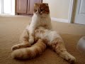 Scottish Fold Cat - Namiko sitting and falling over Scottish Fold Cat - Namiko sitting and falling over