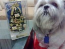 My dog Taigo sings Christmas Song My dog Taigo sings Christmas Song