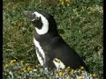 Seno Otway Penguins Seno Otway Penguins