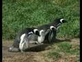 Seno Otway Penguins